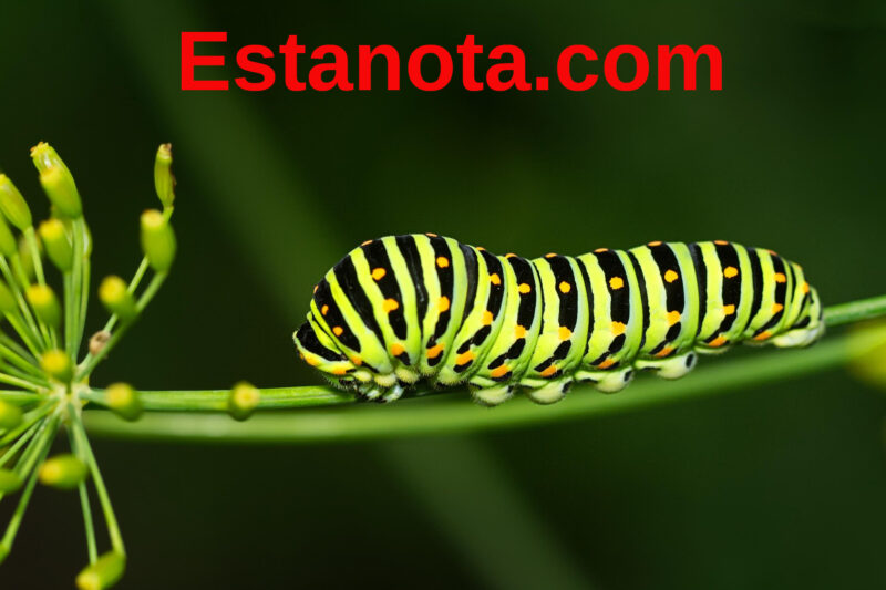 Metamorfosis Vital: De Oruga a Mariposa en 90 Días